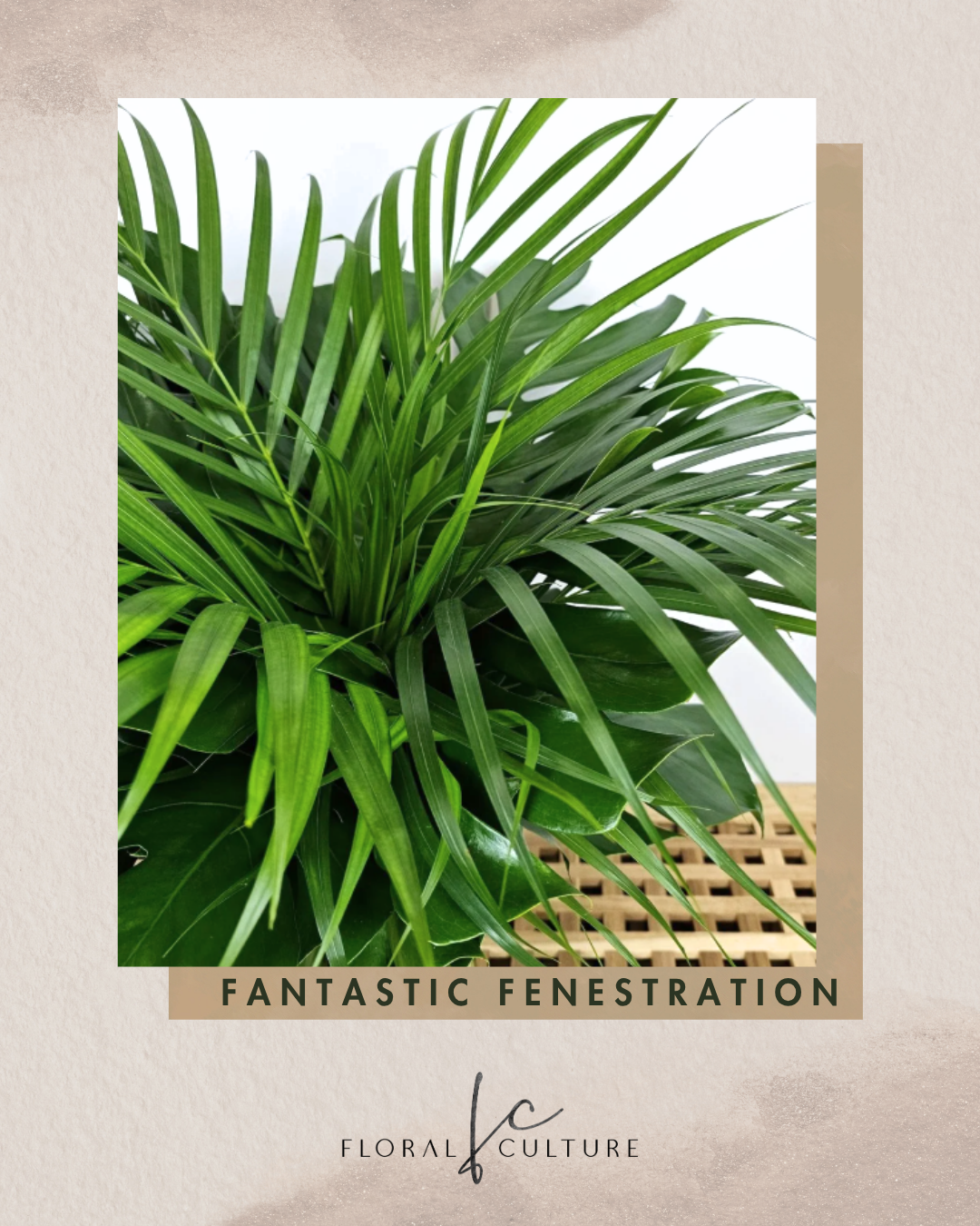 Fantastic Fenestration