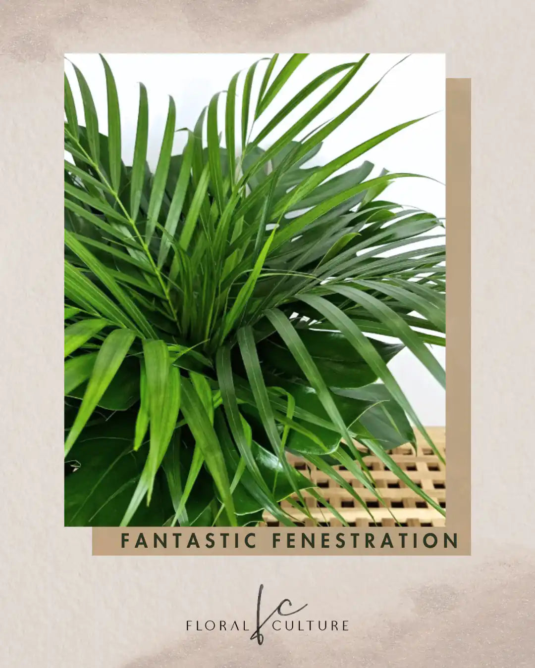 Fantastic Fenestration