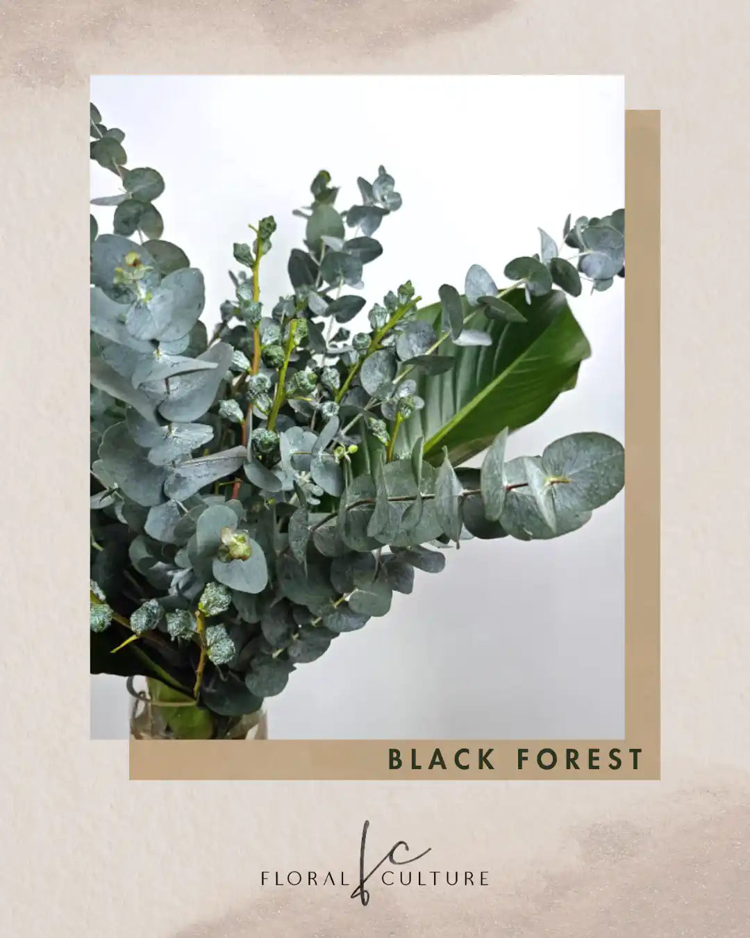 Black Forest