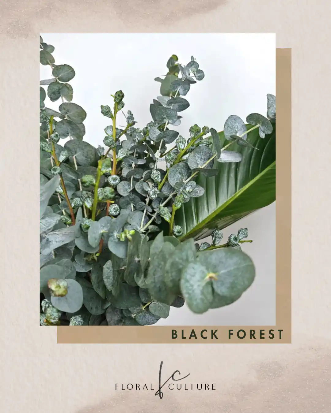 Black Forest