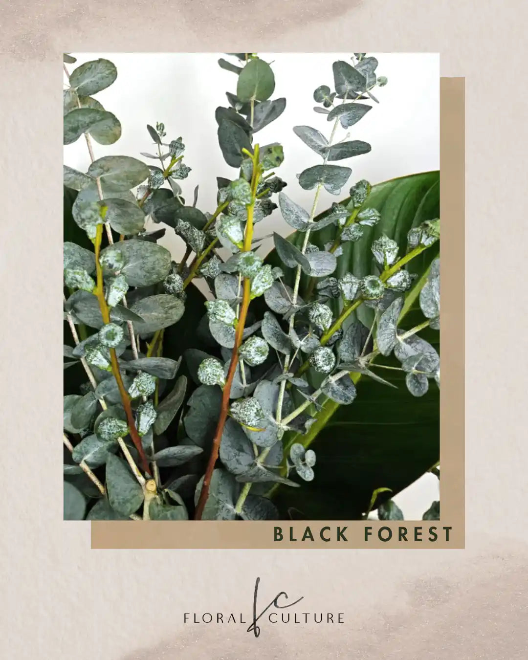 Black Forest